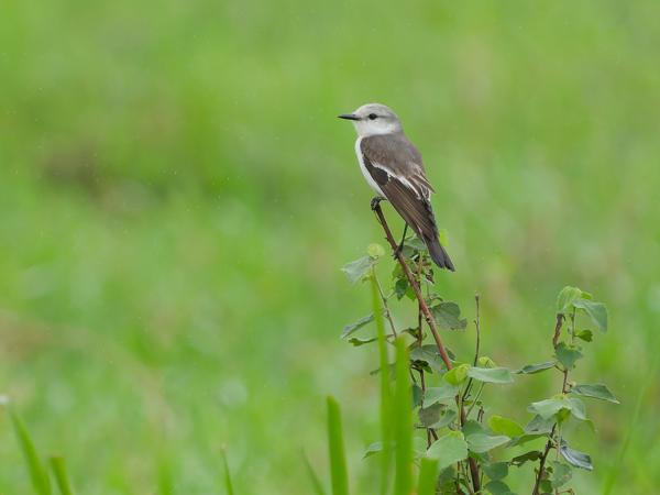 Witstuitmonjita (Xolmis velatus)